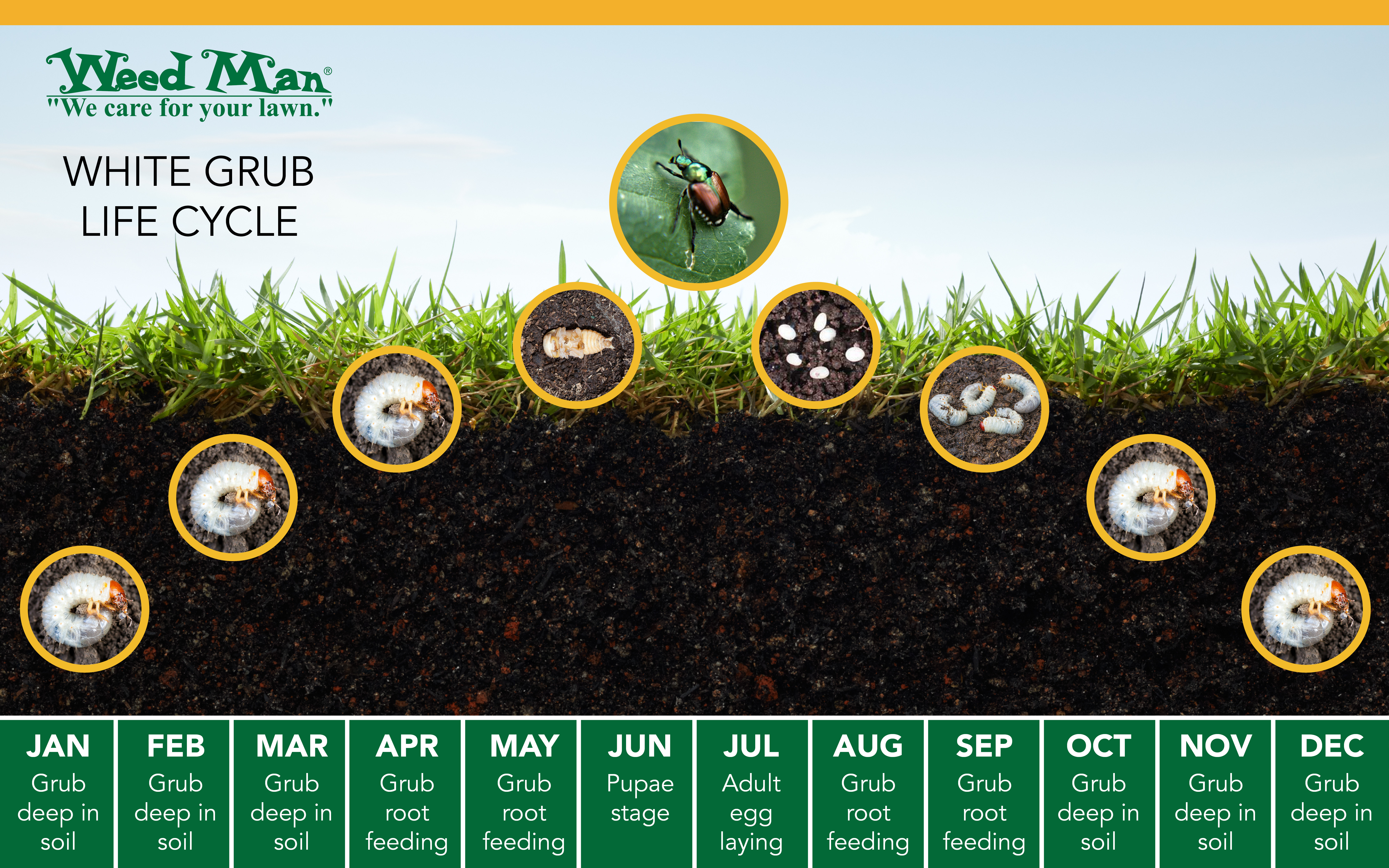 White Root Grubs: Identification and Effective Control Methods